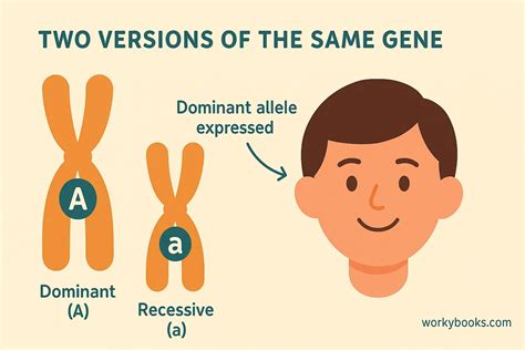 Unlocking the Genetics Code: Understanding the Enigmatic Recessive Allele