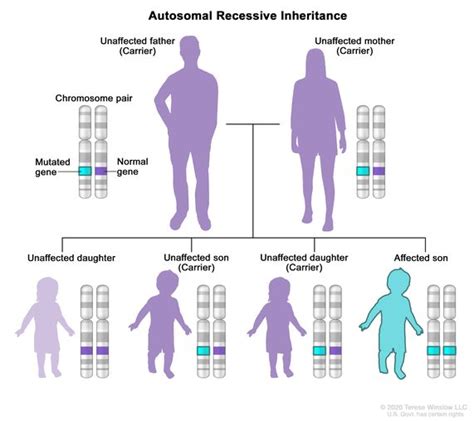 Unraveling the Mystery of Recessive Genes: A Comprehensive Definition