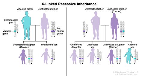 Uncovering the Genetic Mysteries: The Fascinating Definition of Recessive Traits