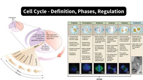 Regulation in Biology: The Key to Maintaining the Balance within Organisms