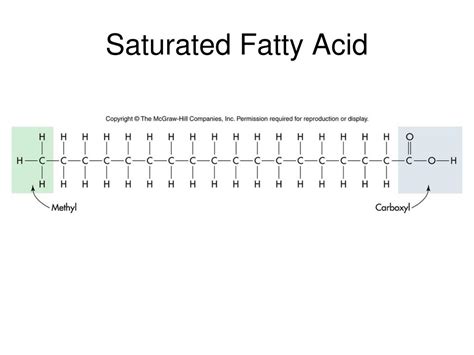 The Skinny on Saturated Fatty Acids: A Comprehensive Definition and Explanation