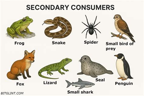 The Role of the Savvy Secondary Consumer: Unlocking the Definition and Importance in Ecology