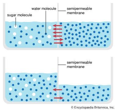 Understanding the Meaning of Semi-Permeable Membrane and Its Functions