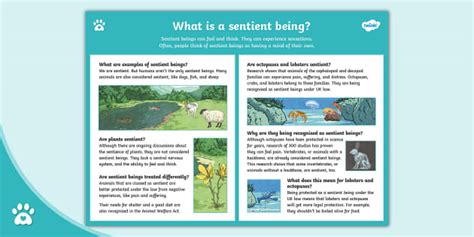 What is a sentient being? Understanding the definition.