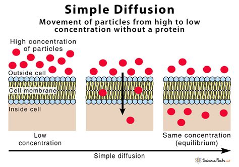 Unraveling the Mystery: A Comprehensive Definition of Simple Diffusion Explained Simply!