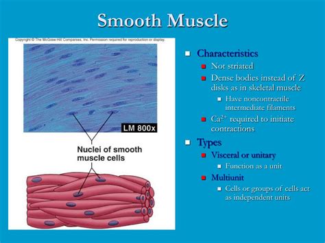 The Hidden Powerhouse: A Comprehensive Definition of Smooth Muscle and Its Importance in Human Physiology