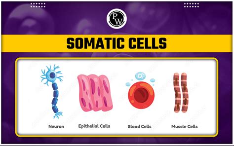 The Ultimate Guide to Understanding Somatic Cells: Definition, Types, and Functions Revealed!