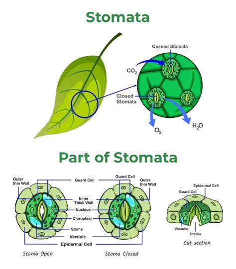 Unlocking the Secret of Plant Breathing: A Comprehensive Guide to Stomata Definition and Function