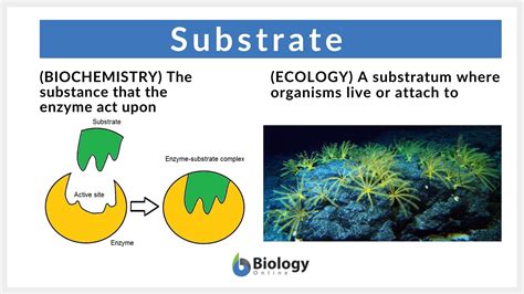 Unraveling the Enigma: Decoding the Definition of Substrate in Biology for Comprehensive Understanding