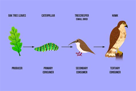Tertiary Consumer: Understanding the Role in Food Chain