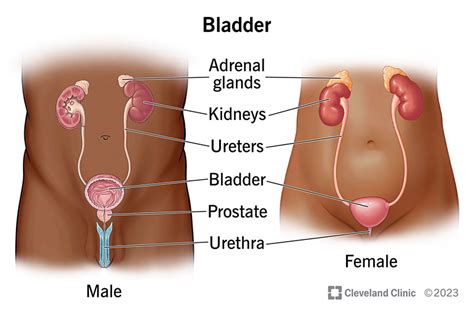 Bladder Basics: Unlocking the Meanings Behind the Physiology of Your Urinary System