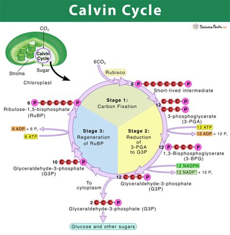 Unraveling the Enigmatic Calvin Cycle: A Comprehensive Definition and Insights
