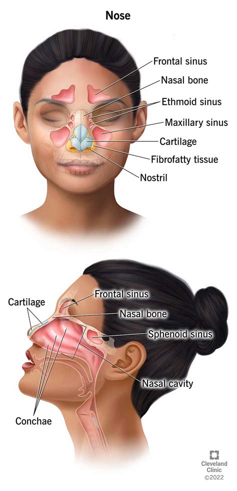 Unlocking the Meaningful Features of Your Facial Profile: Understanding the Definition and Importance of the Nose