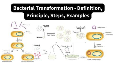Metamorphosis Unveiled: A Comprehensive Guide to the Definition of Transformation in Biology