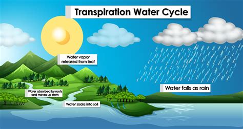 Fanning Nature's Breath: Unlocking the Definition of Transpiration in the Water Cycle