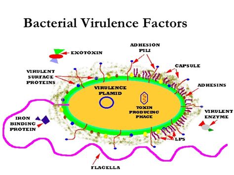 Unleashing the Power of Microbial Menace: A Comprehensive Guide to Virulence Factors
