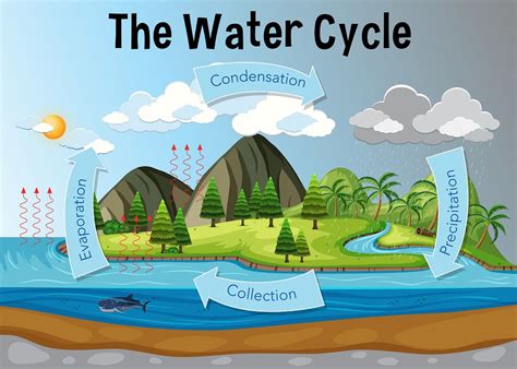 The Cyclical Wonder: Unraveling the Enigmatic Definition of Water Cycle in Biology