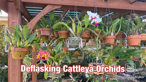 Deflasking Cattleya Orchids