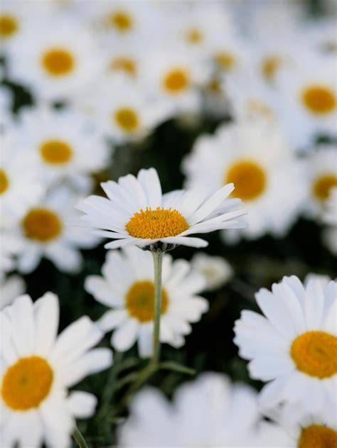 Delicate Daisies