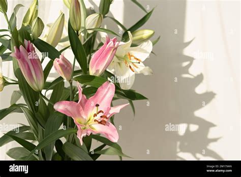 Delicate Lilies