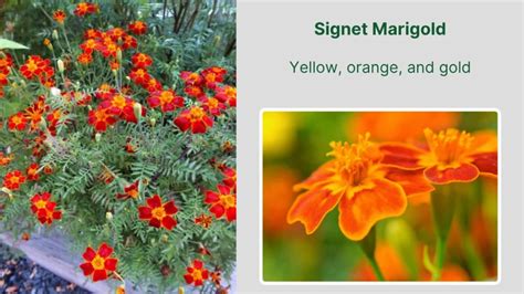 Delicate Signet Marigold Options
