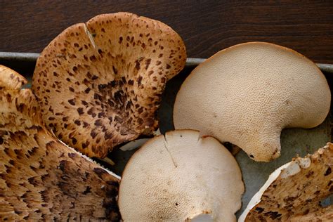 Delicious Pheasant Back Mushroom Recipes to Try at Home
