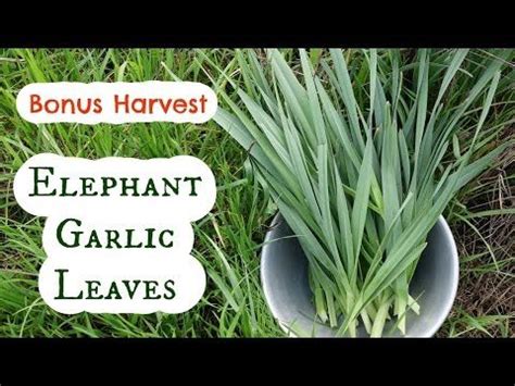 Delicious Recipes Using Elephant Garlic