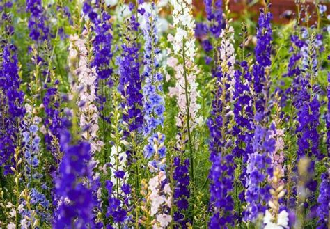 Delphinium Care Tips