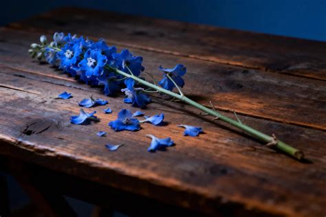 Delphinium Table Breakdown