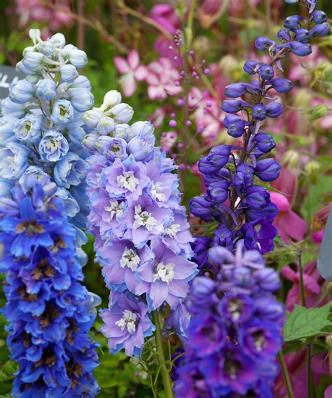Delphiniums