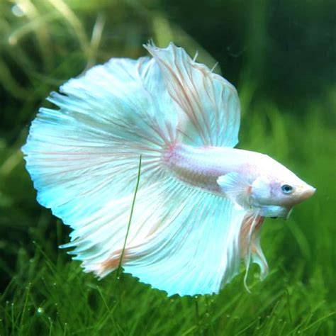 Delta Tail Male Betta
