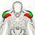 Deltoid Muscles Anatomy
