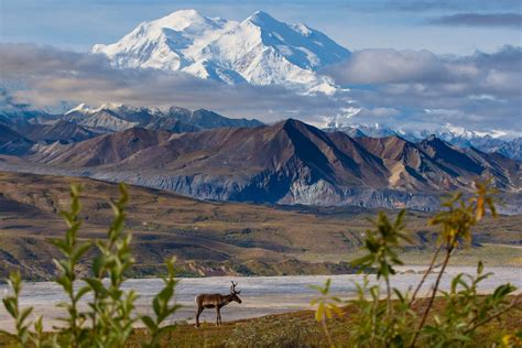 Denali tour guide