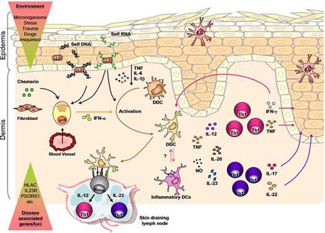 Unraveling the Skin's Secret Sentinels: The Marvel of Dendritic Cells in Skincare