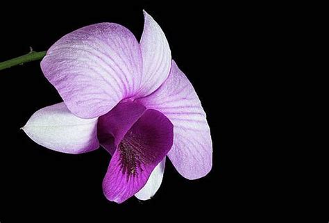 Dendrobium 002