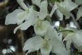 Dendrobium 1144