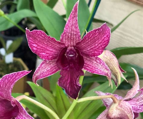 Dendrobium 1550
