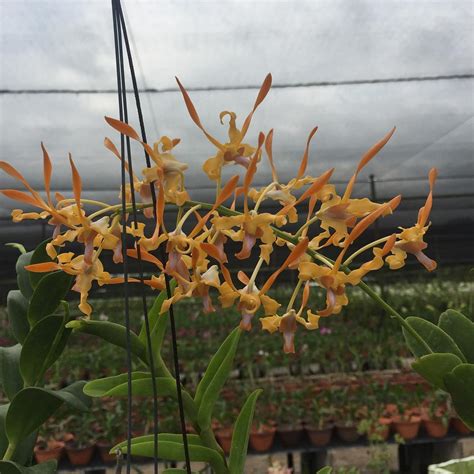 Dendrobium 1999