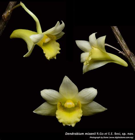 Dendrobium 2018