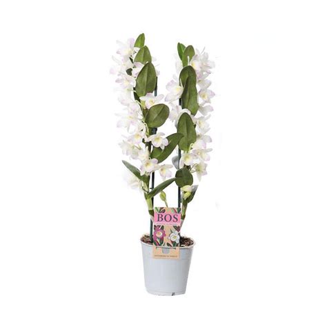 Dendrobium 2t