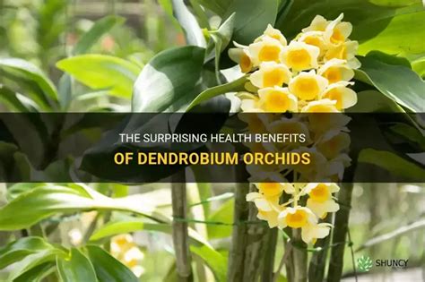 Dendrobium 600 Benefits