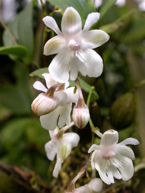 Dendrobium Aberrans