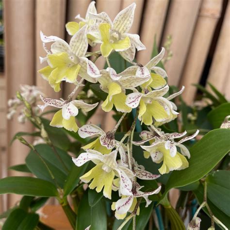 Dendrobium Aberrans X Polysema