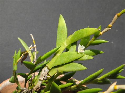 Dendrobium Acinaciforme