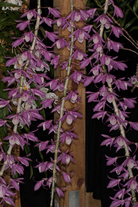 Dendrobium Adastra