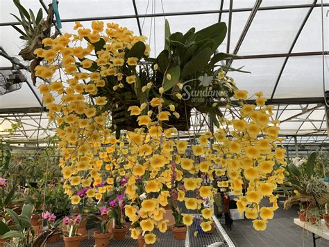 Dendrobium Aggregatum Potting