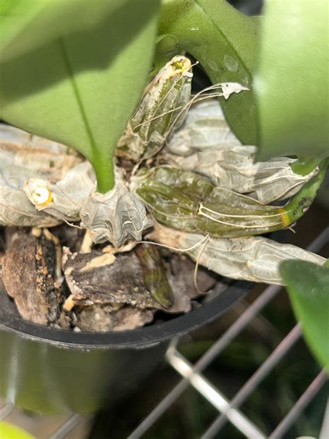 Dendrobium Aggregatum Spike
