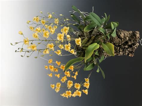 Dendrobium Aggregatum Var Majus