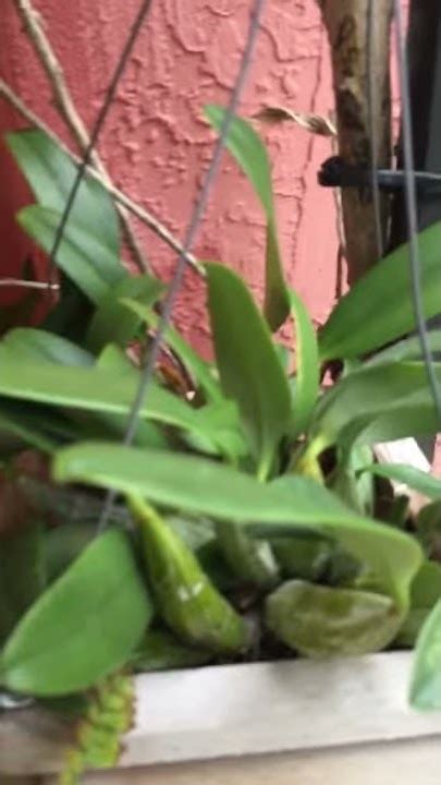 Dendrobium Aggregatum Winter Rest