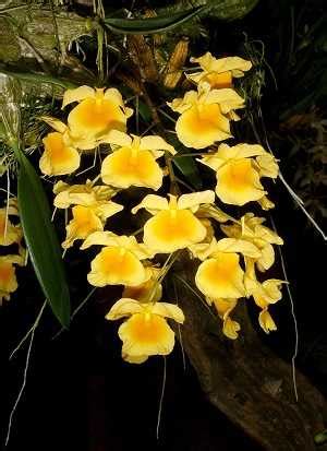 Dendrobium Agregatum